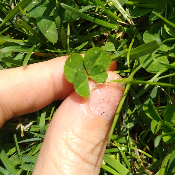 🍀 Wild Four Leaf Clover REAL Just for You Found 4 /22/23 USA yard Lucky Clovers - Picture 3 of 15